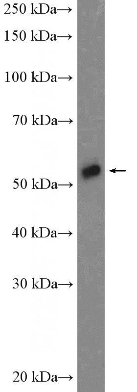 Jurkat cells were subjected to SDS PAGE followed by western blot with Catalog No:116233(TRAF5 Antibody) at dilution of 1:600