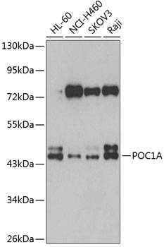 Western blot - POC1A Polyclonal Antibody 