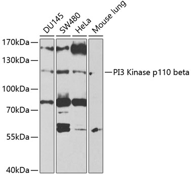 Western blot - PI3 Kinase p110 beta Polyclonal Antibody 