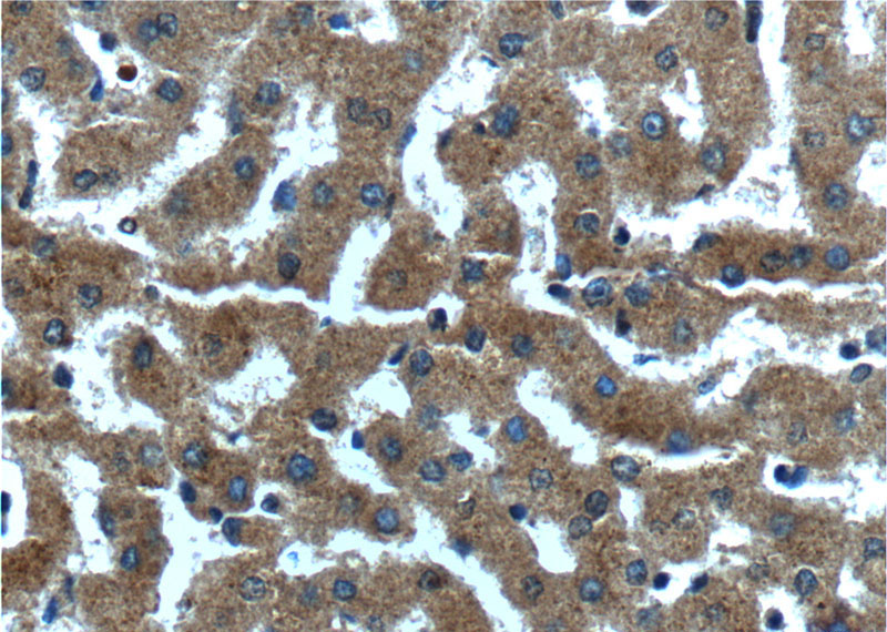 Immunohistochemistry of paraffin-embedded human liver tissue slide using Catalog No:109639(CXCL14 Antibody) at dilution of 1:200 (under 40x lens).