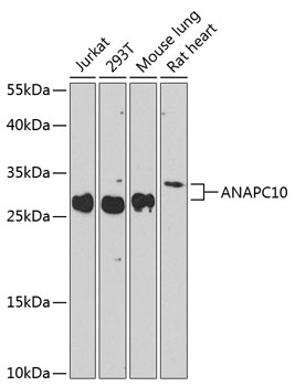 Western blot - ANAPC10 Polyclonal Antibody 