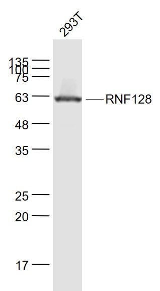 Fig5: Sample:; 293T(Human) Cell Lysate at 30 ug; Primary: Anti- RNF128 at 1/1000 dilution; Secondary: IRDye800CW Goat Anti-Rabbit IgG at 1/20000 dilution; Predicted band size: 43 kD; Observed band size: 61kD