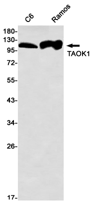 Western blot detection of TAOK1 in C6,Ramos using TAOK1 Rabbit mAb(1:1000 diluted)
