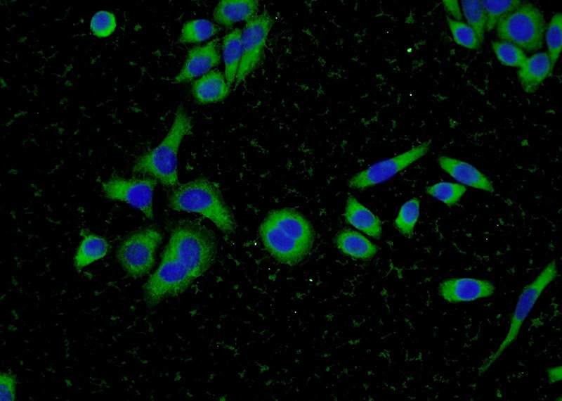Immunofluorescent analysis of L02 cells using Catalog No:109366(CFL2 Antibody) at dilution of 1:50 and Alexa Fluor 488-congugated AffiniPure Goat Anti-Rabbit IgG(H+L)