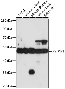 Western blot - PSTPIP1 Polyclonal Antibody 