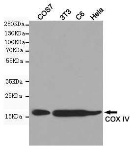 Western blot detection of COX IV in COS7,3T3,C6 and Hela cell lysates using COX IV mouse mAb (1:100000 diluted).Predicted band size:17kDa.Observed band size:17kDa.