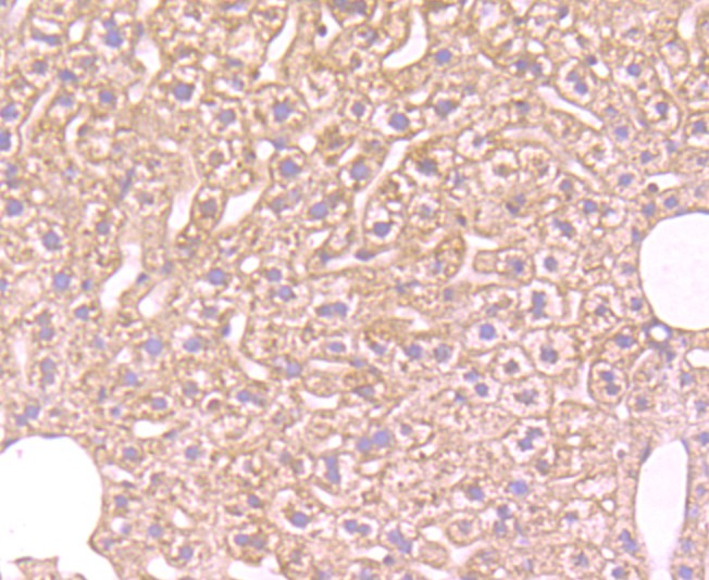 Fig4: Immunohistochemical analysis of paraffin-embedded mouse liver tissue using anti-FBXL18 antibody. Counter stained with hematoxylin.