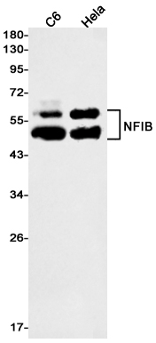 Western blot detection of NFIB in C6,Hela cell lysates using NFIB Rabbit mAb(1:1000 diluted).Predicted band size:47kDa.Observed band size:47kDa.