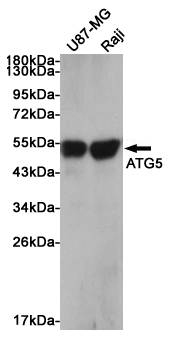 Western blot analysis of extracts from U87MG and Raji cells using ATG5 Rabbit pAb at 1:1000 dilution. Predicted band size: 55kDa. Observed band size: 55kDa.