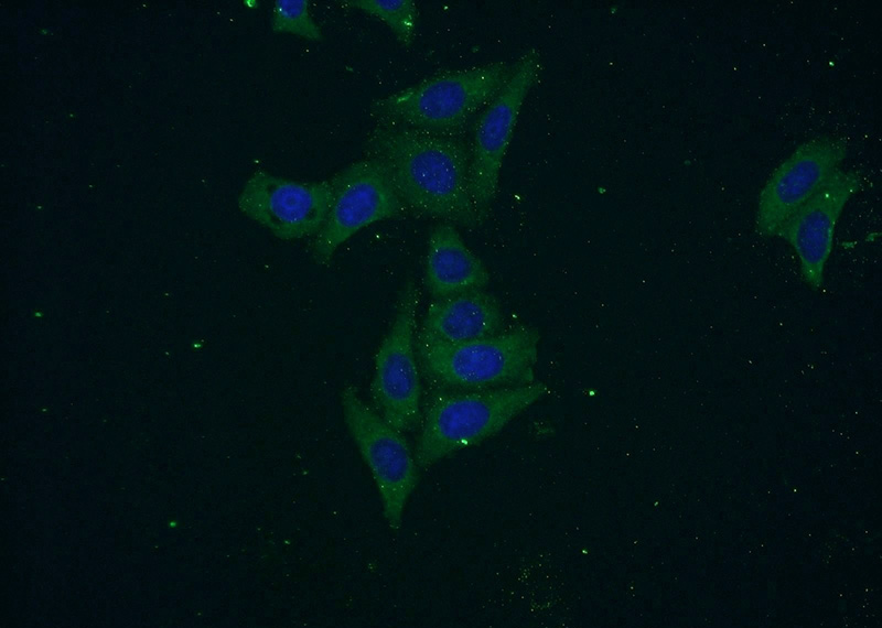 Immunofluorescent analysis of HepG2 cells using Catalog No:115083(SEC6 Antibody) at dilution of 1:50 and Alexa Fluor 488-congugated AffiniPure Goat Anti-Rabbit IgG(H+L)