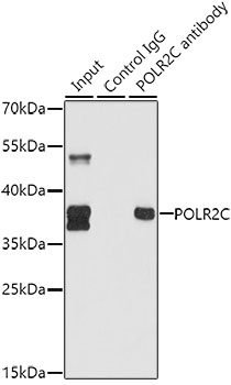 Immunoprecipitation - POLR2C Polyclonal Antibody 