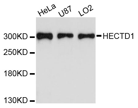 Western blot - HECTD1 Polyclonal Antibody 