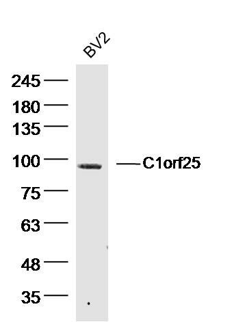 Fig1: Sample: BV2 Cell (Mouse) Lysate at 40 ug; Primary: Anti-C1orf25 at 1/300 dilution; Secondary: IRDye800CW Goat Anti-Rabbit IgG at 1/20000 dilution; Predicted band size: 82 kD; Observed band size: 90 kD