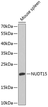 Western blot - NUDT15 Polyclonal Antibody 