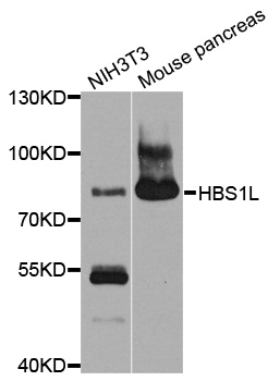 Western blot - HBS1L Polyclonal Antibody 