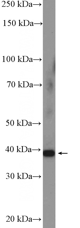 NIH/3T3 cells were subjected to SDS PAGE followed by western blot with Catalog No:116429(TNFAIP6 Antibody) at dilution of 1:600