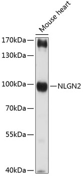 Western blot - NLGN2 Polyclonal Antibody 