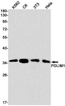 Western blot detection of PDLIM1 in K562,C6,3T3,Hela cell lysates using PDLIM1 Rabbit pAb(1:1000 diluted).Predicted band size:36kDa.Observed band size:36kDa.