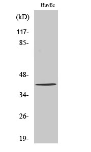 Fig1:; Western Blot analysis of various cells using ZADH2 Polyclonal Antibody. Secondary antibody（catalog#: HA1001) was diluted at 1:20000