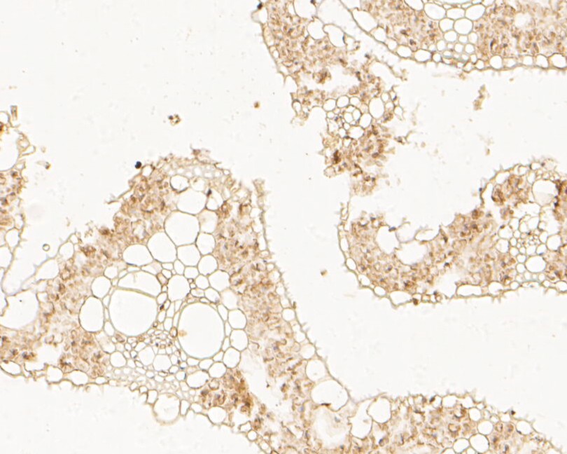 Fig3:; Immunohistochemical analysis of paraffin-embedded rice tissue using anti-D14 antibody. The section was pre-treated using heat mediated antigen retrieval with Tris-EDTA buffer (pH 8.0-8.4) for 20 minutes.The tissues were blocked in 5% BSA for 30 minutes at room temperature, washed with ddH; 2; O and PBS, and then probed with the antibody () at 1/100 dilution, for 30 minutes at room temperature and detected using an HRP conjugated compact polymer system. DAB was used as the chrogen. Counter stained with hematoxylin and mounted with DPX.