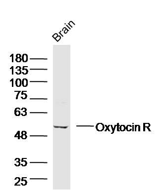 Fig1: Sample:; Brain (Mouse) Lysate at 40 ug; Primary: Anti-Oxytocin R at 1/300 dilution; Secondary: IRDye800CW Goat Anti-Rabbit IgG at 1/20000 dilution; Predicted band size: 43 kD; Observed band size: 53 kD