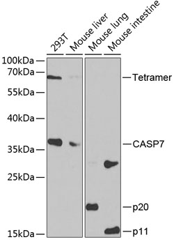 Western blot - Casp7 Polyclonal Antibody 