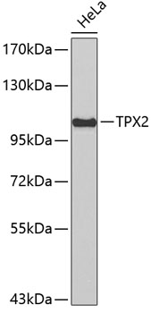 Western blot - TPX2 Polyclonal Antibody 