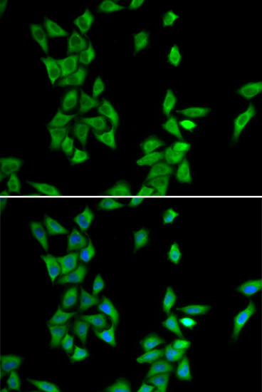 Immunofluorescence - ANXA4 Polyclonal Antibody 