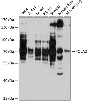 Western blot - POLA2 Polyclonal Antibody 