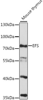Western blot - EFS Polyclonal Antibody 