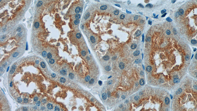 Immunohistochemistry of paraffin-embedded human kidney tissue slide using Catalog No:113514(OTUD4 Antibody) at dilution of 1:50 (under 40x lens)