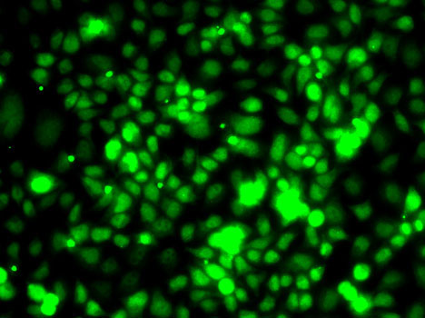 Immunofluorescence - TCEB3 Polyclonal Antibody 