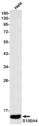 Western blot detection of S100A4 in Hela cell lysates using S100A4 Rabbit mAb(1:500 diluted).Predicted band size:12kDa.Observed band size:12kDa.