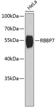 Western blot - RBBP7 Polyclonal Antibody 