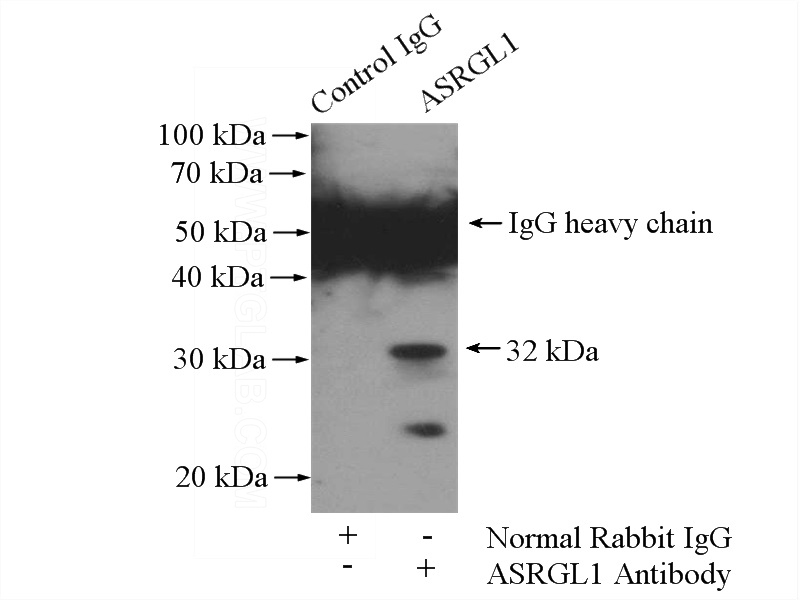 IP Result of anti-ASRGL1 (IP:Catalog No:108270, 4ug; Detection:Catalog No:108270 1:500) with HeLa cells lysate 3200ug.