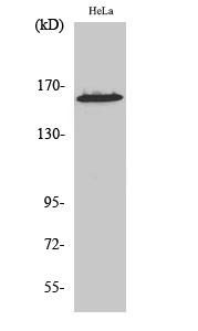 Fig1:; Western Blot analysis of various cells using ZNF608 Polyclonal Antibody diluted at 1: 500. Secondary antibody（catalog#: HA1001) was diluted at 1:20000