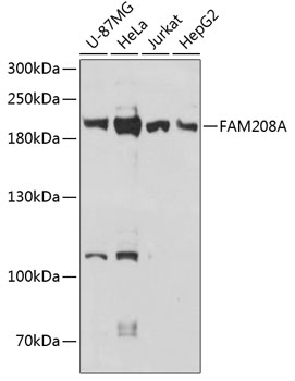 Western blot - FAM208A Polyclonal Antibody 