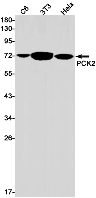 Western blot detection of PCK2 in C6,3T3,Hela cell lysates using PCK2 Rabbit pAb(1:1000 diluted).Predicted band size:71kDa.Observed band size:71kDa.