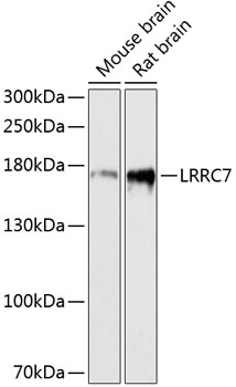 Western blot - LRRC7 Polyclonal Antibody 