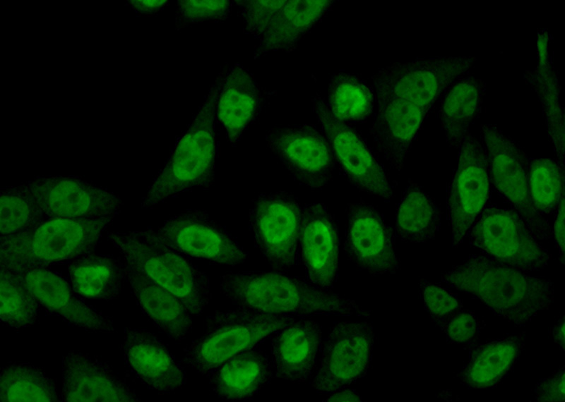 Immunofluorescent analysis of (10% Formaldehyde) fixed HeLa cells using Catalog No:114610(RBM3 Antibody) at dilution of 1:50 and Alexa Fluor 488-congugated AffiniPure Goat Anti-Rabbit IgG(H+L)