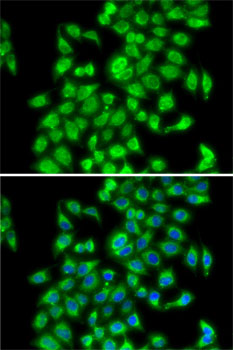 Immunofluorescence - COPS3 Polyclonal Antibody 