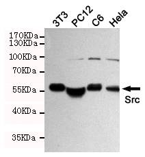 Western blot detection of Src (Ab-529) in Hela,C6,3T3 and PC-12 cell lysates using Src (Ab-529) rabbit pAb (1:1000 diluted).Predicted band size:60KDa.Observed band size:60KDa.