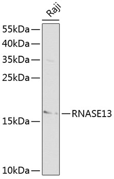 Western blot - RNASE13 Polyclonal Antibody 