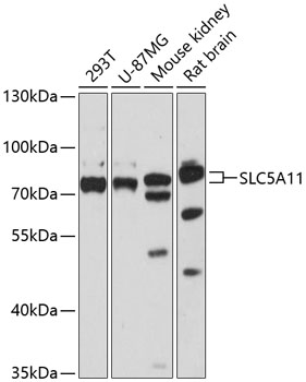 Western blot - SLC5A11 Polyclonal Antibody 