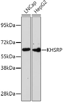 Western blot - KHSRP Polyclonal Antibody 