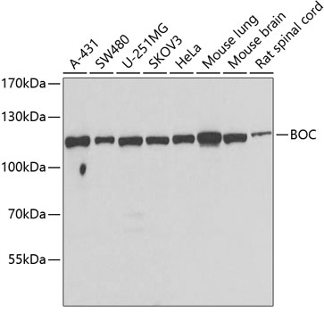 Western blot - BOC Polyclonal Antibody 