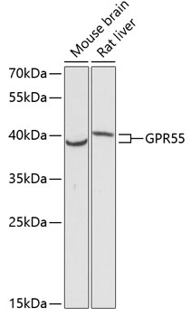 Western blot - GPR55 Polyclonal Antibody 