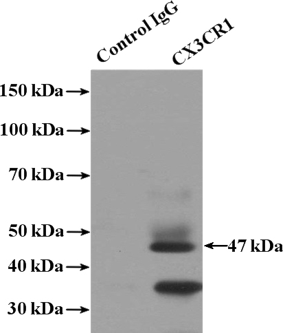 IP Result of anti-CX3CR1 (IP:Catalog No:109634, 4ug; Detection:Catalog No:109634 1:1000) with SH-SY5Y cells lysate 1600ug.