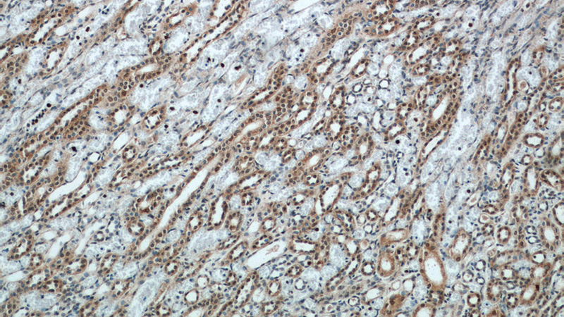 Immunohistochemical of paraffin-embedded human kidney using Catalog No:116541(UBE3A antibody) at dilution of 1:50 (under 10x lens)