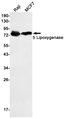 Western blot detection of 5 Lipoxygenase in Raji,MCF7 cell lysates using 5 Lipoxygenase Rabbit pAb(1:1000 diluted).Predicted band size:78kDa.Observed band size:78kDa.